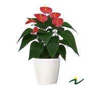 ANTHURIUM