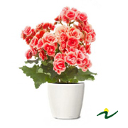 BEGONIA