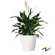 SPATHIPHYLLUM