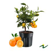 LARANJA