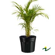 ARECA BAMBU