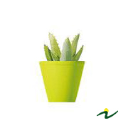 SUCULENTA 03